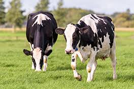 Extending the Voluntary Waiting Period in Dairy Cows: Clinical Implications for Reproductive Efficiency and Herd Profitability
